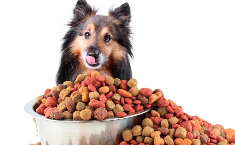 Beautiful Sheltie licking his nose sitting behind overflowing bowl of large sized food morsels